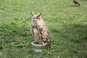 Uhu Vogelausstellung Bauernhaus Museum Wolfegg