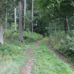 Tannenbühl Wanderweg