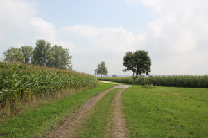 Haidgauer Heide Wanderweg vor Straße