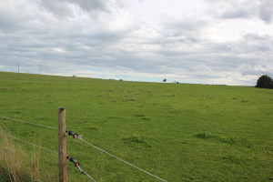 Wiesen Oberschwabens