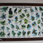 Singvögel-Schaubild