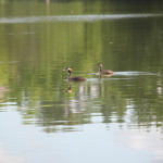 2-Haubentaucher-Schloßsee-Bad-Waldsee