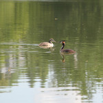 Fauna-Schloßsee-Bad-Waldsee