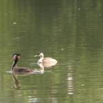 Haubentaucher-Ente-Schloßsee-Bad-Waldsee