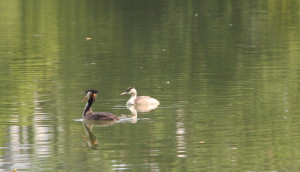 Haubentaucher-Ente-Schloßsee-Bad-Waldsee