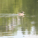 Haubentaucher-Schloßsee-Bad-Waldsee