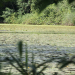 Seerosen-Schloßsee-Bad-Waldsee