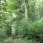 Wanderweg bei Wolfegg
