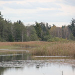 Schilf Lindenweiher