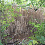 Sumpfiges Ufer Lindenweiher