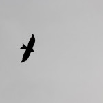 Vogel am Lindenweiher