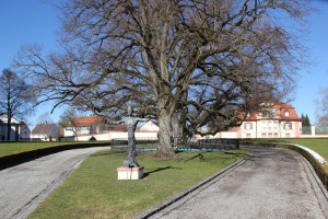 13 Baum Schlosspark Altshausen