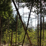Bäume im Brunnenholzried Bad Waldsee