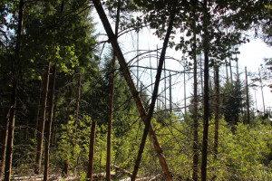 Bäume im Brunnenholzried Bad Waldsee