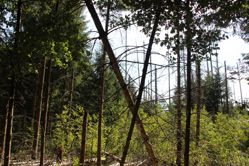 Bannwald Brunnenholzried Oberschwaben | Bad Waldsee