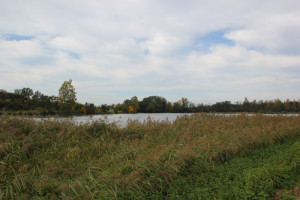 Guggenhauser Weiher Schilff