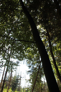 Bäume im Naturschutzgebiet Brunnenholzried