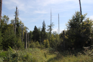 Tote Bäume Naturschutzgebiet Brunnenholzried
