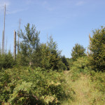 Natur im Brunnenholzried Bad Waldsee