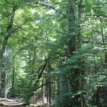 Natur des Brunnenholzried Bad Waldsee