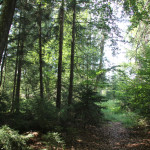 Pfad druchs Brunnenholzried