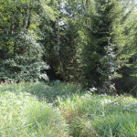 Pfad durch Brunnenholzried Bad Waldsee
