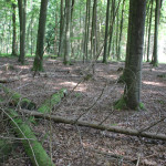 Tote Bäume im Brunnenholzried