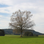 Umgebung Guggenhausen Ried Gebiet