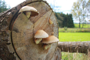 Umgebung Guggenhausen Wanderwege
