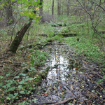 Umgebung Guggenhauser Weiher Zufluss