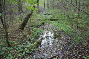 Umgebung Guggenhauser Weiher Zufluss