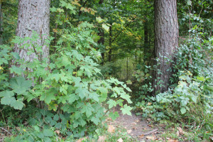 Umgebung Wanderwege Guggenhausen