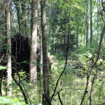 Ungestürzter Baum Brunnenholzried