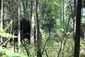 Ungestürzter Baum Brunnenholzried