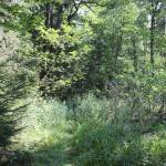 Urwald Brunnenholzried Bad Waldsee