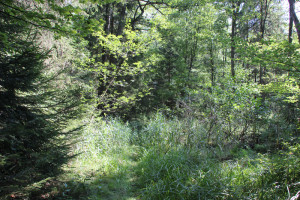 Urwald Brunnenholzried Bad Waldsee