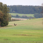 Vögel Umgebung Guggenhausen Landschaft