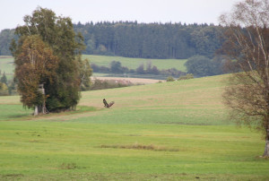 Vögel Umgebung Guggenhausen Landschaft