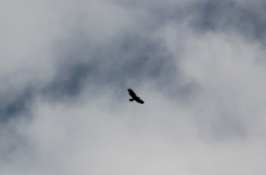 Vögel am Himmel Guggenhauser Ried