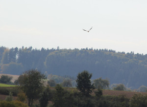 Vögel-über-Guggenhauser-Weiher