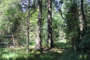 Wald Brunnenholzried Oberschwaben