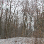 Wald um die ehemalige Burg Königseggwald