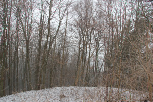 Wald um die ehemalige Burg Königseggwald