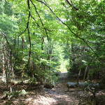 Weg durchs Brunnenholzried