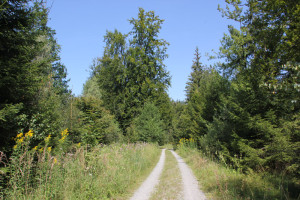 Weg um Brunnenholzried