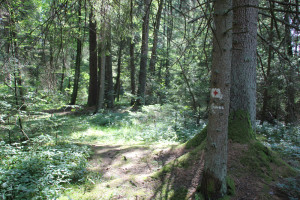 Wegweiser Wanderweg durchs Ried