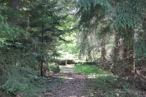 Zersägte Bäume zeigen Weg durchs Brunnenholzried