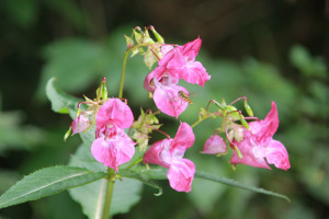 Indisches Springkraut