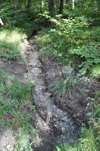 30 Bach im Altdorfer Wald