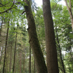 Zwillingsbaum Altdorfer Wald